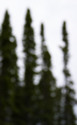 Black spruce along lake shore
