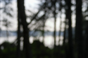 Spruce forest along lake shore