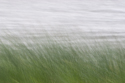 Reeds along stormy shoreline
