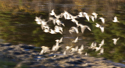 Dowitcher flock along shoreline