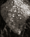 Water drops on poplar leaf