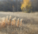 Goldenrod in grassy clearing