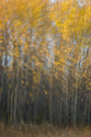 Young aspen fall colour