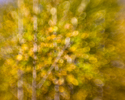 Aspen canopy