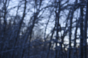 Pale winter sky through poplar canopy