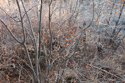 Late autumn willow thicket