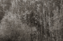 Aspen stand scrub II