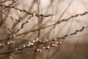 Willow buds in evening light