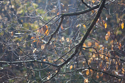 Receding branches in early morning mist