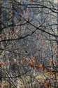 Morning light in young pine stand