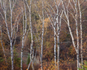 Birch stems and early autumn colour