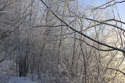 Evening light on frosted birch