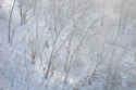 Thin winter light on frosted birch