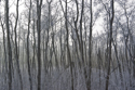 Frost in young aspen stand