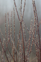 Frost on willow buds