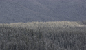 Fresh snow on spruce forest