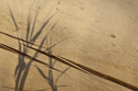 Grass shadows and split in driftwood