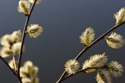 Pussywillow catkins