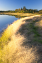 Dry grass in evening sunlight