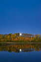 Moon rise through aspen stand