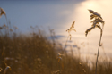 Grass seed head in winter light