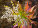 Autumn goldenrod colours