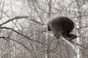 Porcupine in winter birch