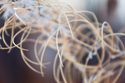 Curves in dried fireweed