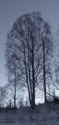 Winter birch