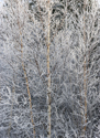 Heavy frost on young birch