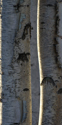 Low winter sun on birch trunks