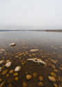 Bison skull in shallow water