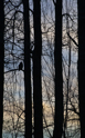 Owl and aspen at dusk