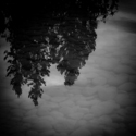 Spruce reflection in Annette Lake