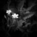 Chickweed blooms and fern