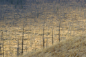 Blackened spruce stems