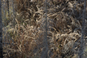 Dried fireweed and burnt spruce