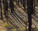 Long shadows on dead grass