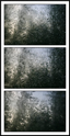 Rainy window triptych