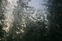 Rainy window triptych III