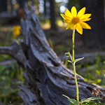 Wildflowers