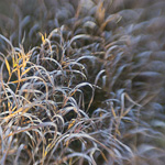 Grasses