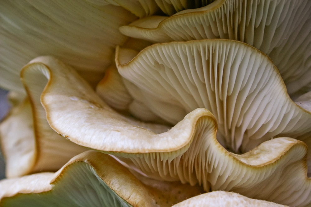 oyster mushroom folds